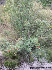  Sorbus aucuparia (Serbal de cazadores, serbal silvestre)
